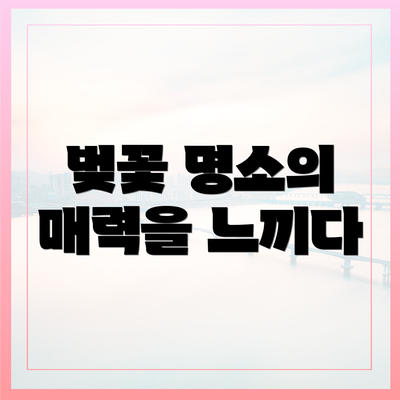 벚꽃 명소의 매력을 느끼다