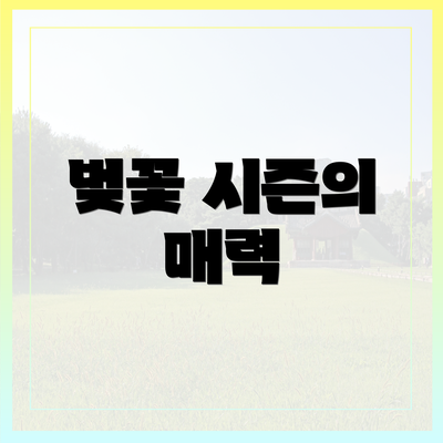 벚꽃 시즌의 매력