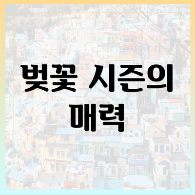 벚꽃 시즌의 매력