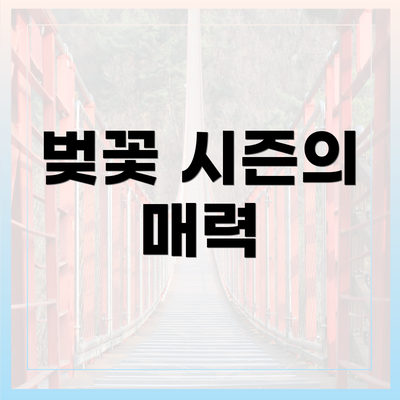벚꽃 시즌의 매력