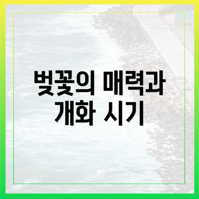 벚꽃의 매력과 개화 시기