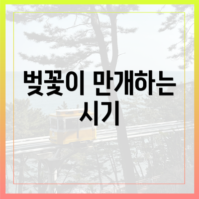 벚꽃이 만개하는 시기