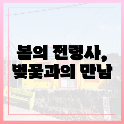 봄의 전령사, 벚꽃과의 만남