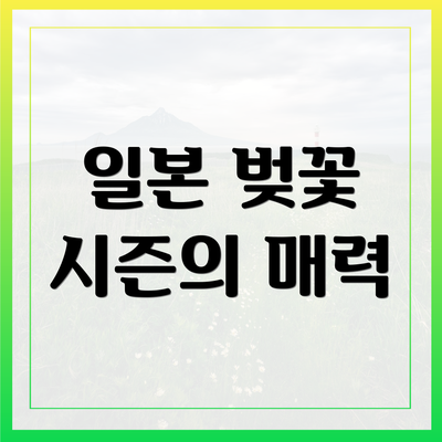 일본 벚꽃 시즌의 매력
