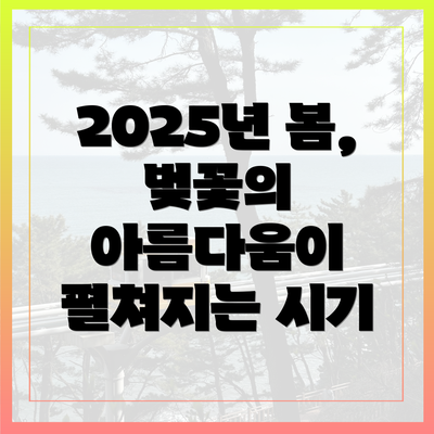 2025년 봄, 벚꽃의 아름다움이 펼쳐지는 시기