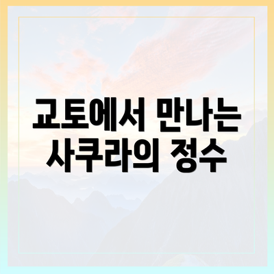 교토에서 만나는 사쿠라의 정수