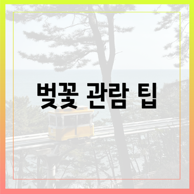 벚꽃 관람 팁