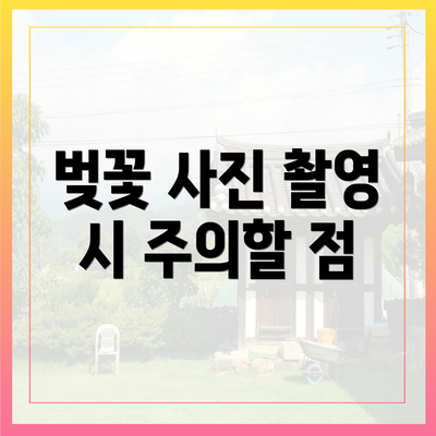 벚꽃 사진 촬영 시 주의할 점