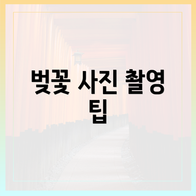 벚꽃 사진 촬영 팁