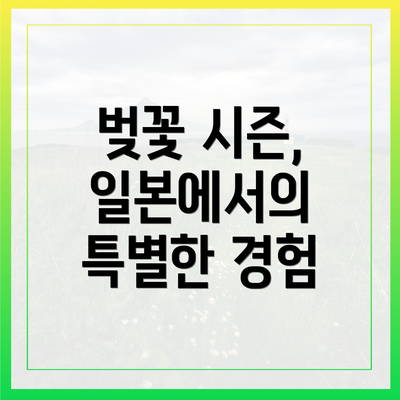 벚꽃 시즌, 일본에서의 특별한 경험