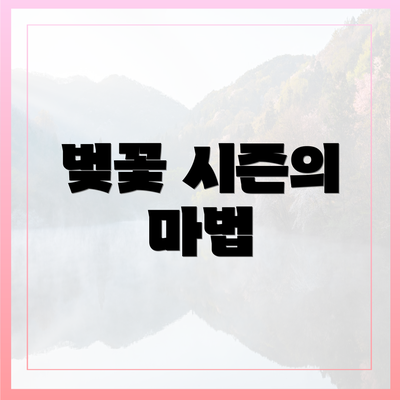 벚꽃 시즌의 마법