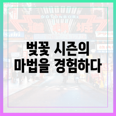 벚꽃 시즌의 마법을 경험하다