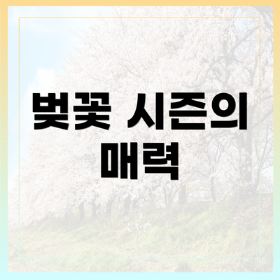 벚꽃 시즌의 매력