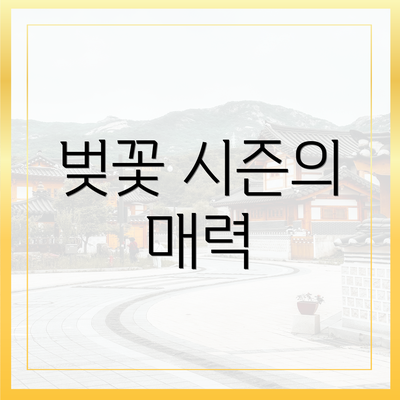 벚꽃 시즌의 매력