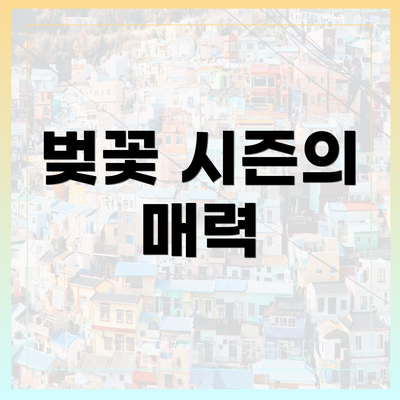 벚꽃 시즌의 매력