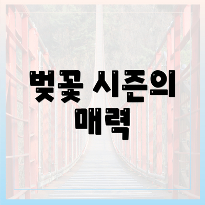 벚꽃 시즌의 매력