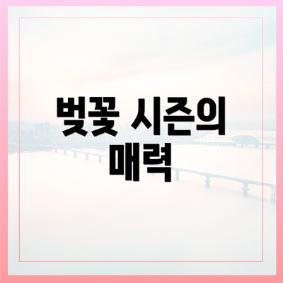 벚꽃 시즌의 매력