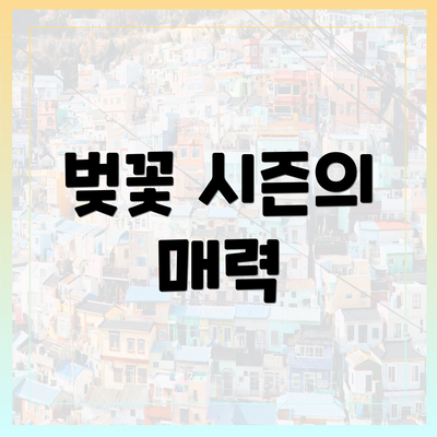 벚꽃 시즌의 매력
