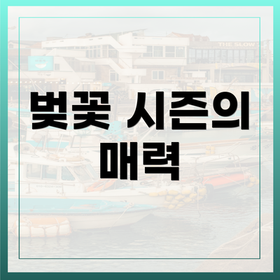 벚꽃 시즌의 매력
