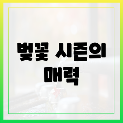 벚꽃 시즌의 매력
