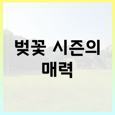 벚꽃 시즌의 매력