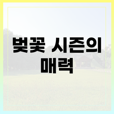 벚꽃 시즌의 매력