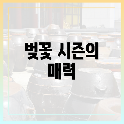 벚꽃 시즌의 매력
