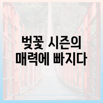 벚꽃 시즌의 매력에 빠지다