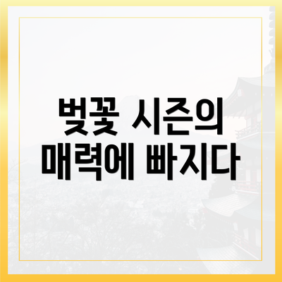 벚꽃 시즌의 매력에 빠지다