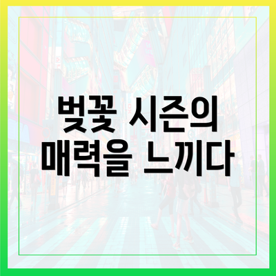 벚꽃 시즌의 매력을 느끼다