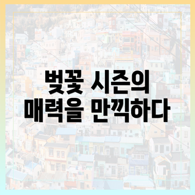 벚꽃 시즌의 매력을 만끽하다