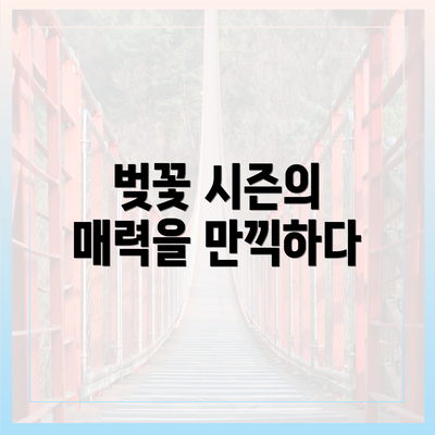 벚꽃 시즌의 매력을 만끽하다