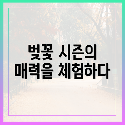 벚꽃 시즌의 매력을 체험하다