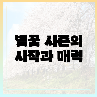 벚꽃 시즌의 시작과 매력