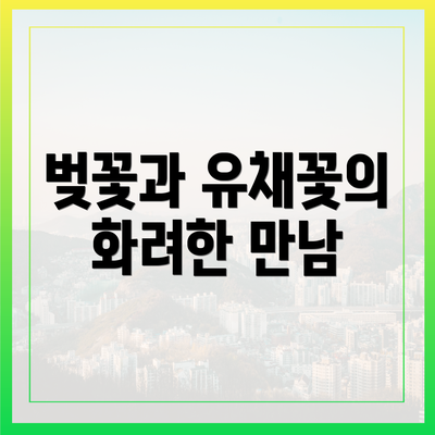 벚꽃과 유채꽃의 화려한 만남