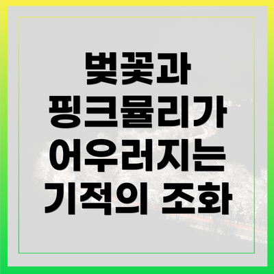 벚꽃과 핑크뮬리가 어우러지는 기적의 조화