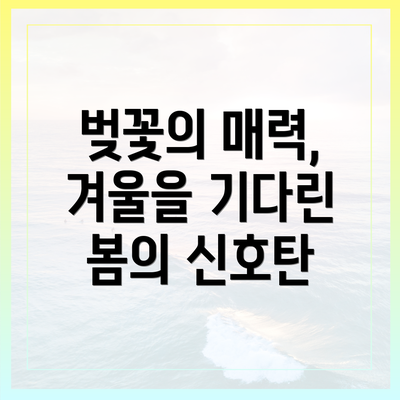 벚꽃의 매력, 겨울을 기다린 봄의 신호탄