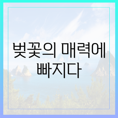 벚꽃의 매력에 빠지다