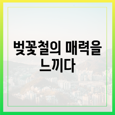 벚꽃철의 매력을 느끼다