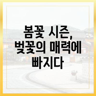 봄꽃 시즌, 벚꽃의 매력에 빠지다