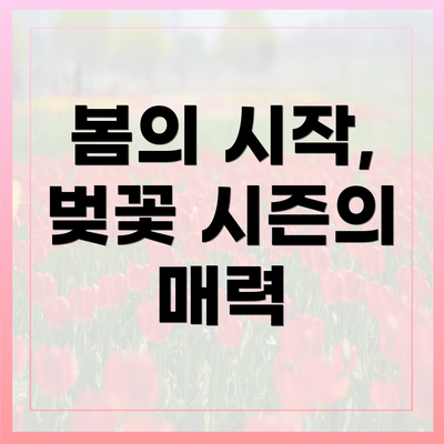 봄의 시작, 벚꽃 시즌의 매력