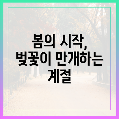 봄의 시작, 벚꽃이 만개하는 계절