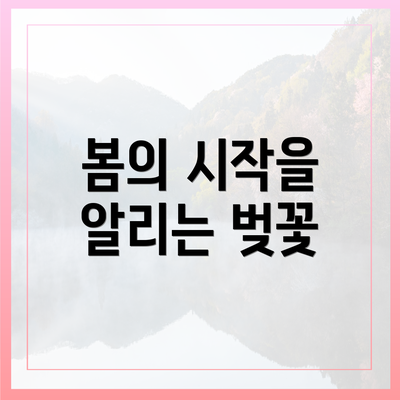 봄의 시작을 알리는 벚꽃