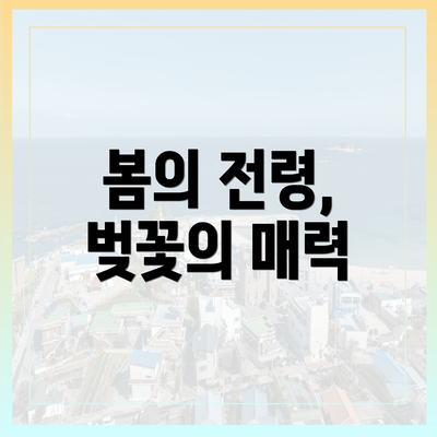 봄의 전령, 벚꽃의 매력