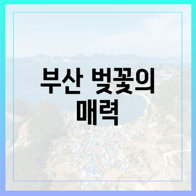 부산 벚꽃의 매력