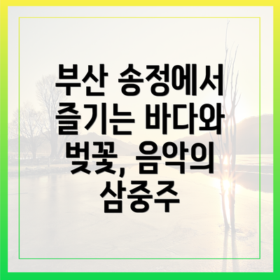 부산 송정에서 즐기는 바다와 벚꽃, 음악의 삼중주