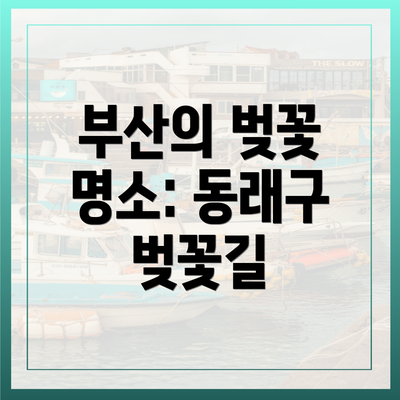 부산의 벚꽃 명소: 동래구 벚꽃길