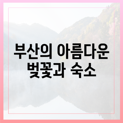 부산의 아름다운 벚꽃과 숙소
