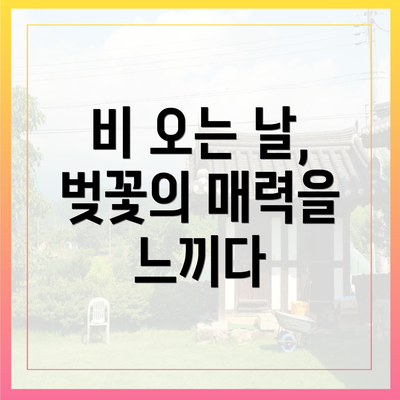 비 오는 날, 벚꽃의 매력을 느끼다