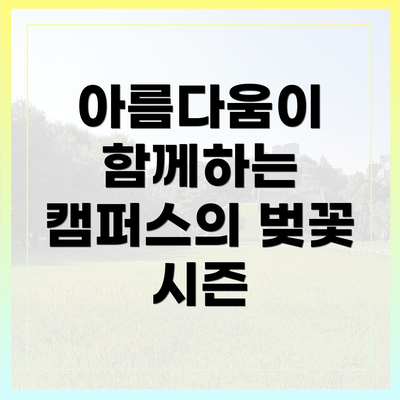 아름다움이 함께하는 캠퍼스의 벚꽃 시즌